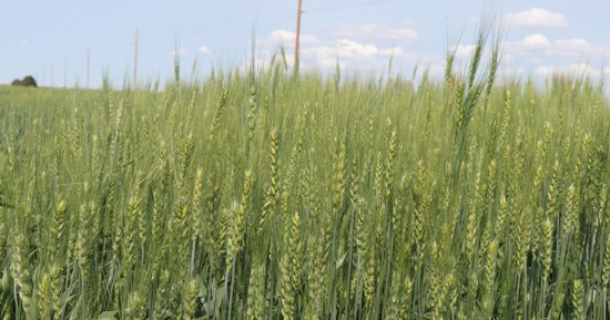 A wheat field outside of Sidney, Neb. Photo by Chabella Guzman